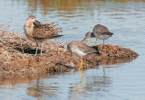 Ruff, juvenile male, with two Lesser Yellowlegs
