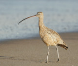 Long-billed Curlew