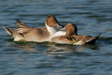 Northern  Pintails, males fighting 3