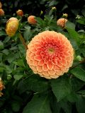 What Else... Dahlias