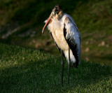 Wood Stork - and yes, his mother does love him