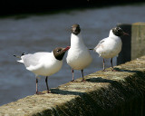 Black Headed Gulls - Mugging