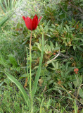 Tulipa Cypria