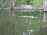 Hartleys Croc park - what we came to see