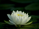 water lily 277