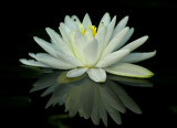 water lily 284