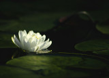 water lily 290