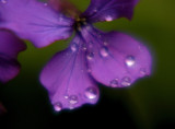 purple rain 153