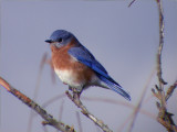 bluebird-800.jpg