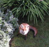 foxy II.jpg