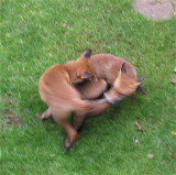 fox cubs play