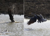 Cormorant flee