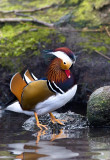 <i>Aix galericulata</i><br>Mandarin Duck