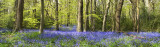 Bluebells II