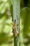 <i>Agapanthia villosoviridescens</i><br>Longhorn Beetle