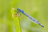 <i>Enallagma cyathigerum</i><br>Common Blue Damselfly