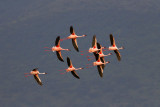 <i>Phoenicopterida</i><br> Flamingos