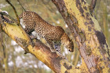<i>Panthera pardus pardus</i><br> African Leopard