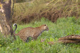 <i>Panthera pardus pardus</i><br> African Leopard