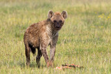 <i>Crocuta crocuta</i><br> Spotted Hyena