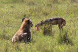 <i>Crocuta crocuta</i><br> Spotted Hyena (+Jackal)