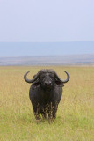 <i>Syncerus caffer</i><br>Cape Buffalo
