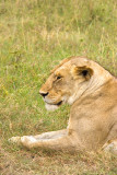 <i>Panthera leo</i><br>Lion