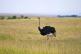 Struthioniformes (Ostriches, Emu etc.)