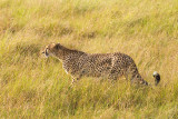 <i>Acinonyx jubatus</i><br>Cheetah