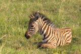 <i>Equus quagga</i><br>Zebra