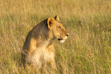 <i>Panthera leo</i><br>Lion