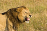 <i>Panthera leo</i><br>Lion