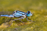 <i>Enallagma cyathigerum</i><br>Common Blue Damselfly