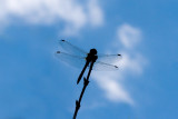 Sympetrum striolatumCommon Darter