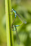 <i>Ischnura elegans</i> <br>Blue-tailed Damselfly