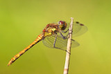 Sympetrum striolatumCommon Darter