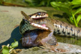 <i>Natrix natrix</i><br/>Grass Snake