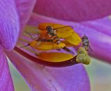 hoverfly on lily 5.jpg