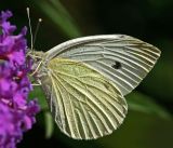 large white butterfly 2.jpg
