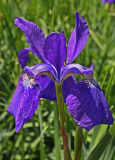 Iris sibirica.jpg