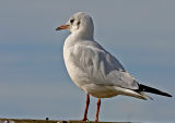 black headed gull winter.jpg