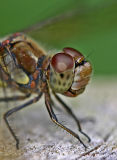 dragonfly head.jpg