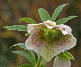 lenten rose 4.jpg