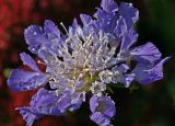 scabious.jpg