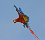 scarlet macaw in flight.jpg