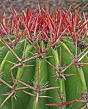 cactus spines 2.jpg