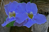 Thunbergia grandiflora blue trumpet vine.jpg