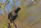 adult starling.jpg
