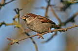 house sparrow male.jpg