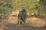 elephant ride 3.jpg